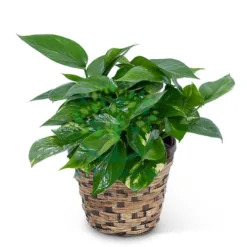 Pothos in Massachusetts