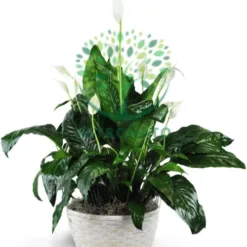 Peace Lily in Massachusetts